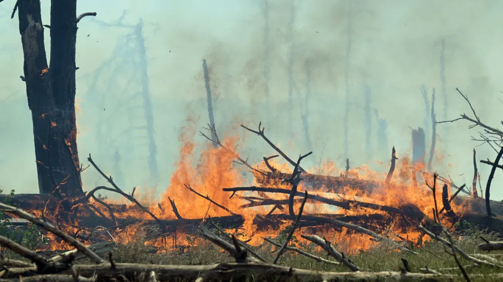 03 June 2023, Brandenburg, Jueterbog: Flames are seen during the forest fire near Juterbog. The fire in the forest has spread again. Photo: Michael Bahlo/dpa