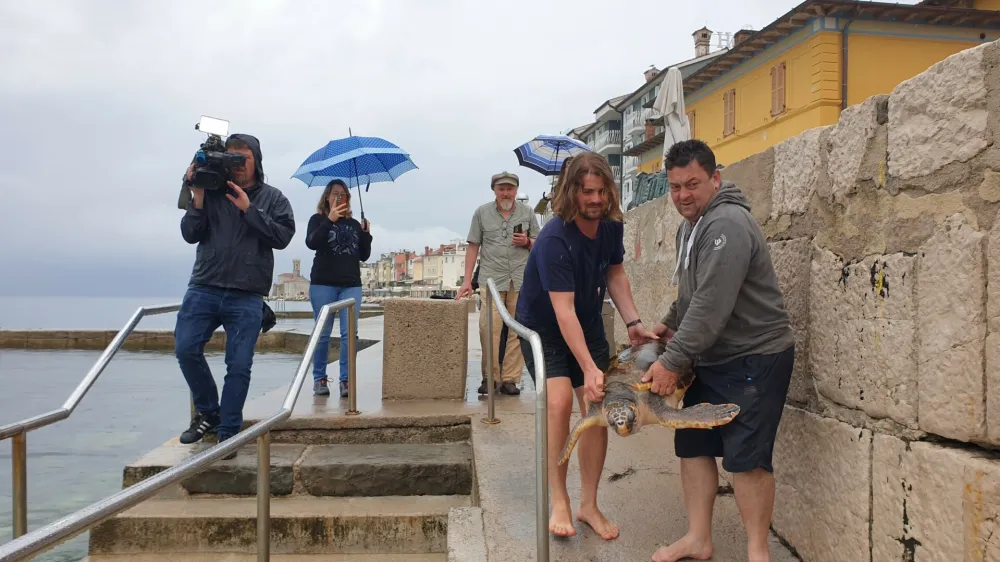 Kareto so v morje izpustili na plaži ob glavnem piranskem pomolu. F Marija Rogelja