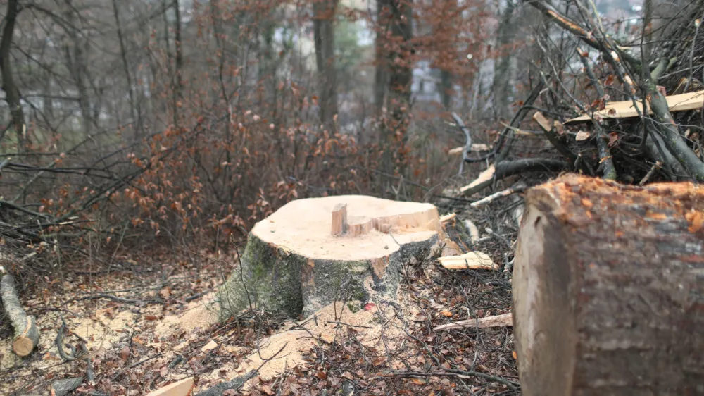 Inšpektorica za naravo in vode je poudarila, da bi občina pred posekom dreves na Rožniku morala pridobiti tudi naravovarstvene pogoje in mnenje zavoda za varstvo narave. Odločba zavoda za gozdove očitno ni bila dovolj, ker gre za območje krajinskega parka.