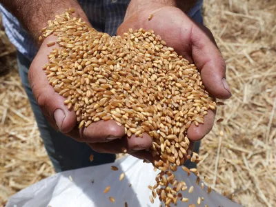 A farmer displays grains of wheat in a field at Mays Al-Jabal village, near the Lebanese-Israeli border in southern Lebanon, June 17, 2023. REUTERS/Aziz Taher
