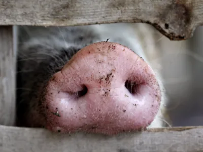 A pig's snout is seen at an enclosure at Zurich zoo April 28, 2009. The United Nations' food agency said on Tuesday its was mobilising its animal health experts to check if the new strain of flu virus widely described as swine flu is really directly linked to pigs. REUTERS/Christian Hartmann (SWITZERLAND ANIMALS)