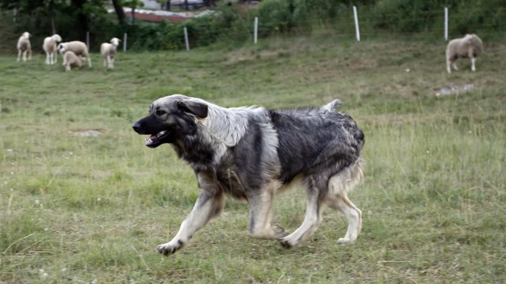 pastirski pes pasme Kraški ovčar (Kraševc) - čuvaj črede -- ovčjereja in kozjereja - ovce - koze - //FOTO: Bojan Velikonja