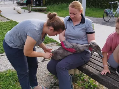 F: Krajinski park Tivoli, Rožnik in Šišenski hrib