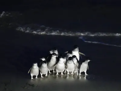 Little blue penguins, also known as their Maori name korora, exit the sea at the Royal Albatross Centre in Harington Point, a wildlife sanctuary near Dunedin, New Zealand, Wednesday, July 19, 2023. (AP Photo/Alessandra Tarantino)