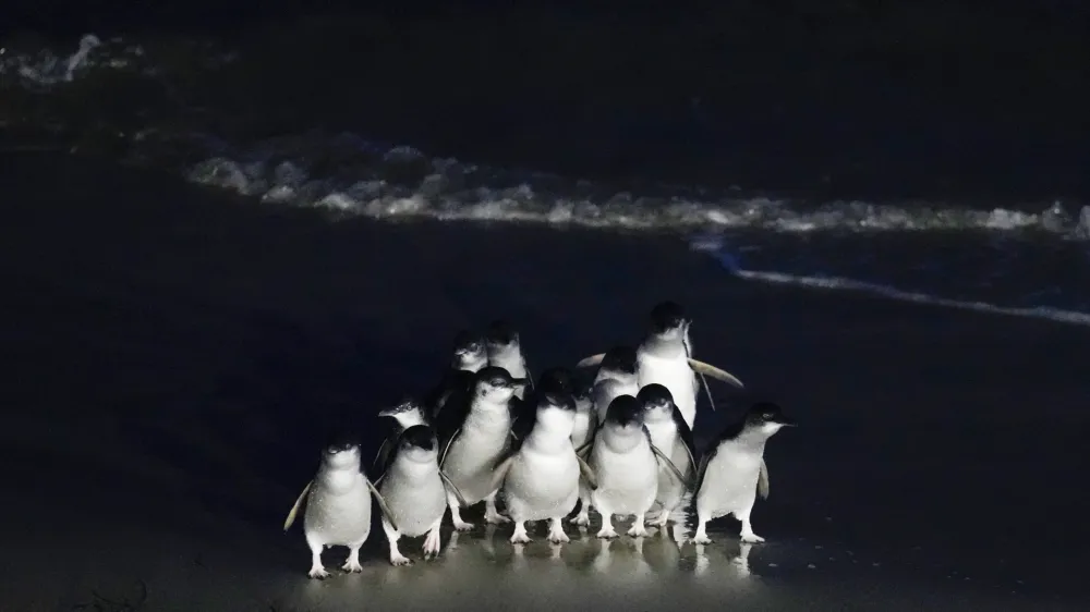 Little blue penguins, also known as their Maori name korora, exit the sea at the Royal Albatross Centre in Harington Point, a wildlife sanctuary near Dunedin, New Zealand, Wednesday, July 19, 2023. (AP Photo/Alessandra Tarantino)