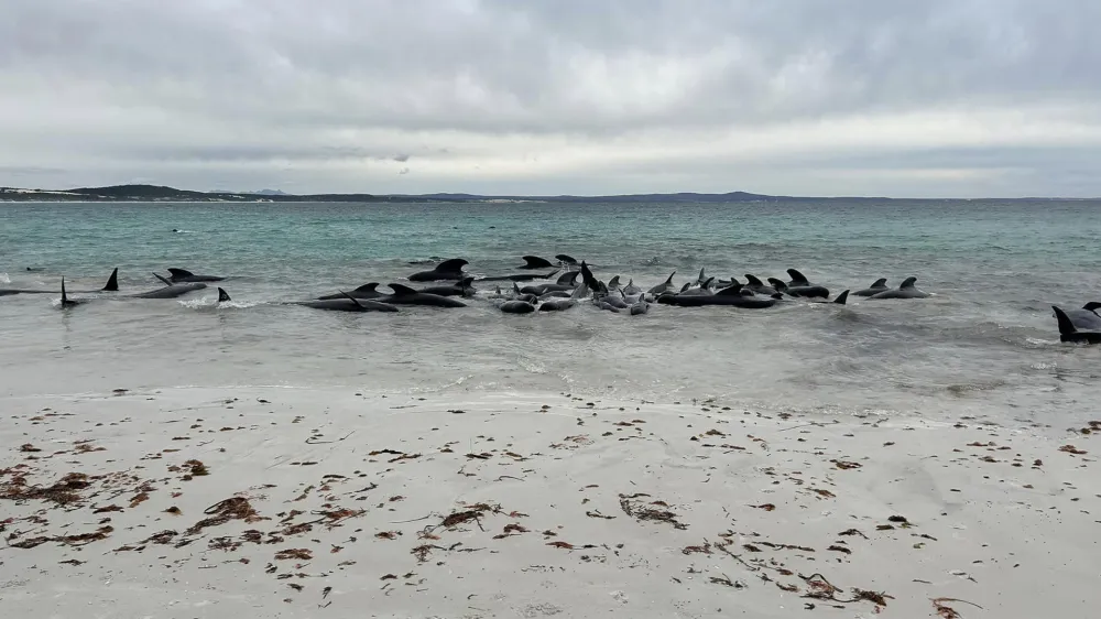 A supplied image shows about 70 long-finned pilot whales that became stranded at Cheynes Beach, Western Australia, Tuesday, July 25, 2023. A pod of whales swimming off the West Australian coast have stranded themselves on a remote beach, sparking concerns from wildlife officials. (AAP Image/Supplied by Allan Marsh, Cheynes Beach Caravan Park) NO ARCHIVING, EDITORIAL USE ONLY