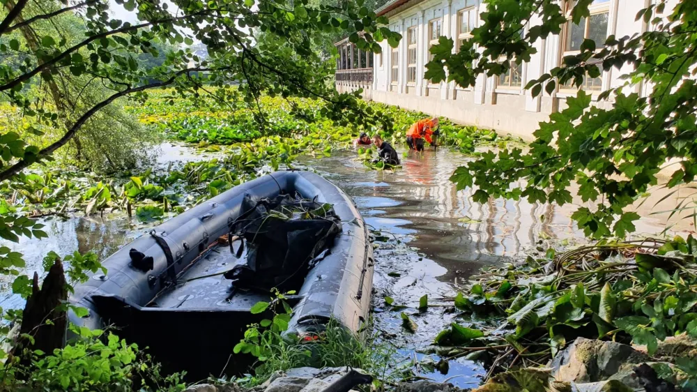 Redčenje lokvanjev v Tivolskem ribniku