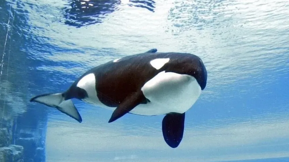 v Kanadi zaključilo 44 letno mučenje orke Kiske. Kisko so leta 1979 izlovili iz narave Islandije kot 3 letno mladičko ter jo leta premeščali iz bazena v bazen, prepotovala je številne države, na koncu pa je poginila zaradi bakterijske infekcije v Marinelandu, Ontario, Kanada.