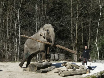  03.03.2022 - ivalski vrt ZOO Ljubljana - Živalski vrt, slonica Ganga<br><br> <br><br>//FOTO: Luka Cjuha.
