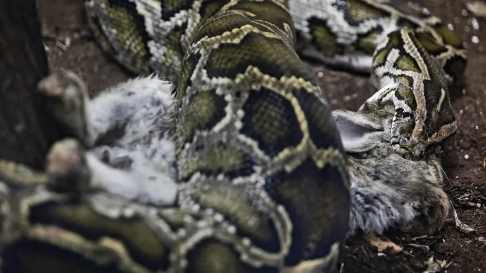 Reportaža ZOO Ljubljana - pitonFOTO: JAKA GASAR / NEDELJSKI