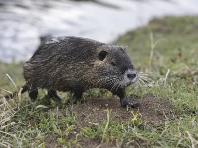 - 18.03.2021 kofljica nutrije - invazija nutrij -<br> <br>//FOTO: Jaka Gasar