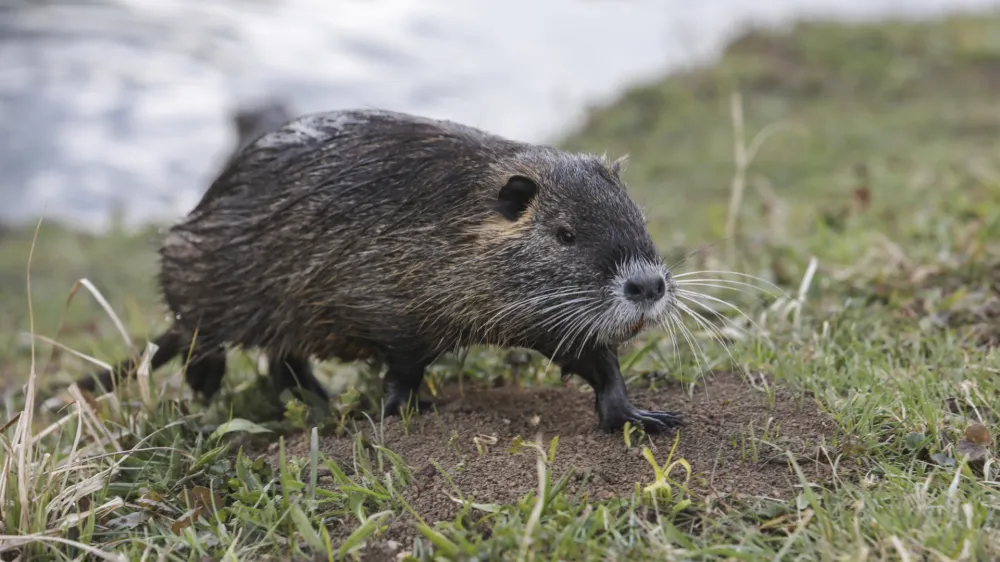 - 18.03.2021 kofljica nutrije - invazija nutrij -<br> <br>//FOTO: Jaka Gasar