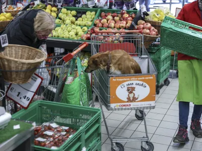 Opčine – trgovina Conad, pes v nakupovalnem vozičku<br> <br>- 07.04.2023 – ITALIJA – cenejše nakupovanje hrane čez mejo -<br> <br>//FOTO: Jaka Gasar