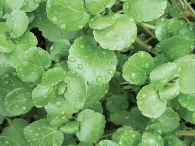 Vodna kreša, zelenjava