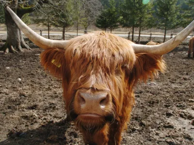 škotska krava - Logarska dolina, Zasavje - govedoreja - živinoreja v Logarski dolini