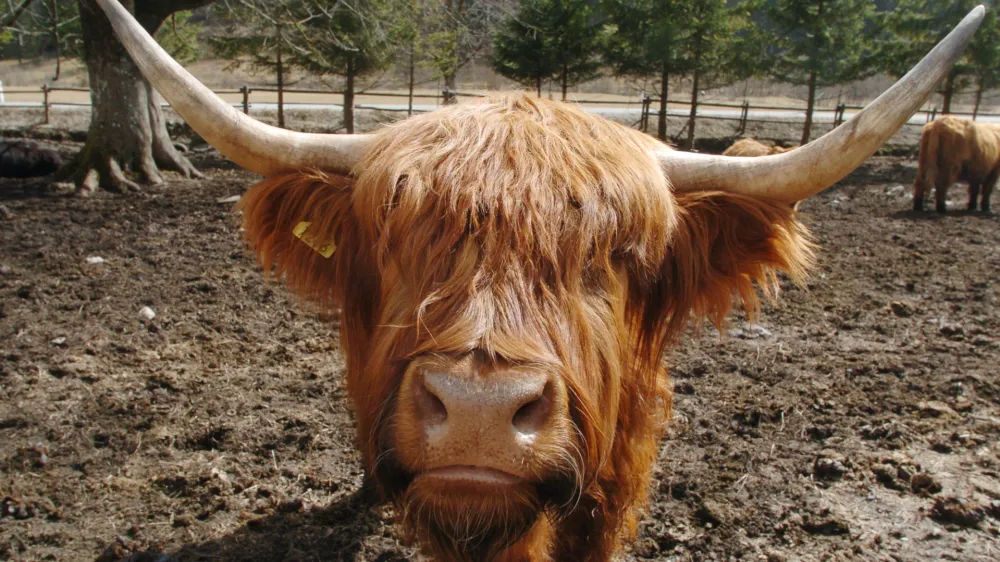 škotska krava - Logarska dolina, Zasavje - govedoreja - živinoreja v Logarski dolini