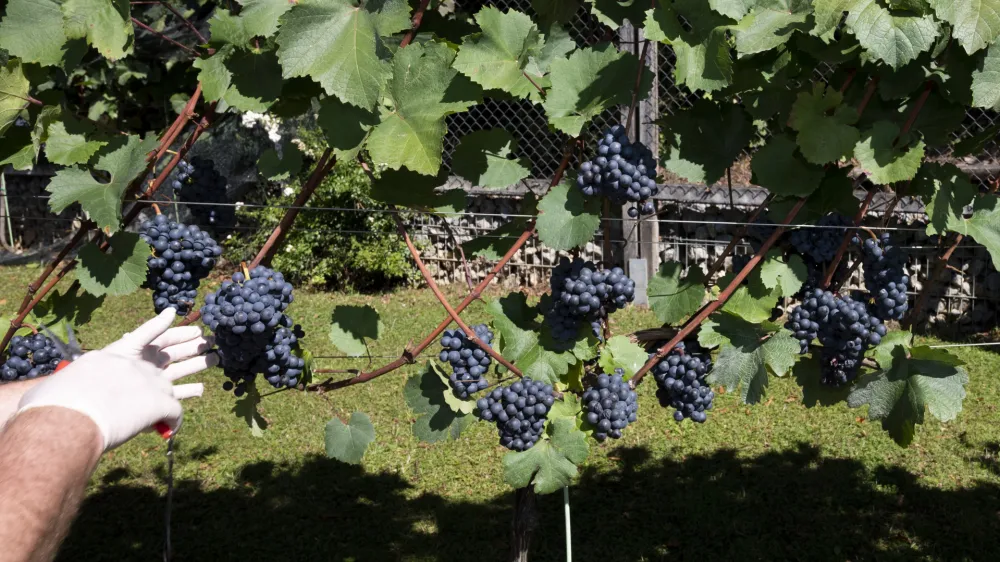 - 19.09.2022 - Plečnikove Šance na Ljubljanskem gradu - Grajski vinograd – 5. trgatev bele sorte belpin (chardonnay) in rdeče sorte rdečegrajc (zweigelt) – vinska trta -  //FOTO: Nik Erik Neubauer