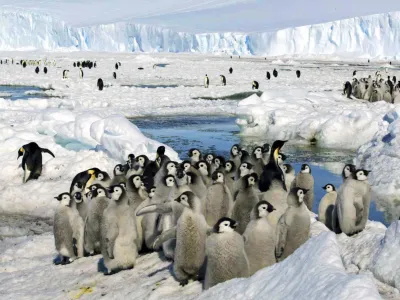 FILE - Emperor penguin chicks stand together in Antarctica on Dec. 21, 2005. The loss of ice in a region near Antarctica's Bellingshausen Sea in 2022 likely resulted in none of the emperor penguin chicks surviving in four colonies in that area, researchers reported Thursday, Aug. 24, 2023, in Nature Communications Earth and Environment. (Zhang Zongtang/Xinhua via AP, File)