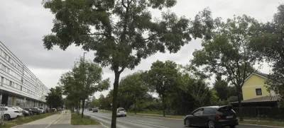 Po besedah nekdanjega ljubljanskega podžupana Janeza Koželja bo morala občina zaradi rekonstrukcije Barjanske ceste porušiti vsaj 40 dreves.