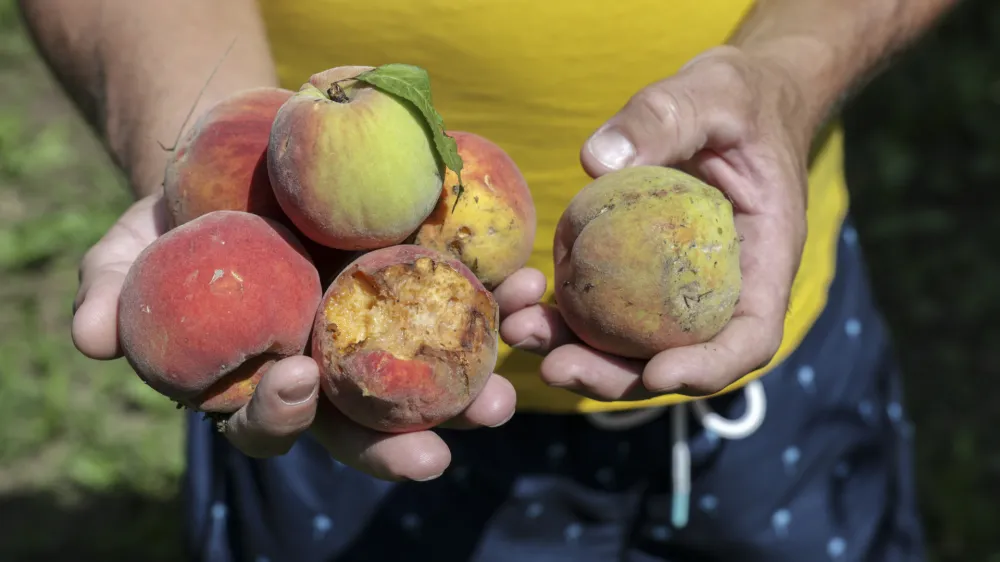 - 29.07.2023 – Vipavska dolina - odpravljanje posledic po uničevalnem neurju s točo - uničeni pridelki v breskovih in hruškovih sadovnjakih, vinogradih ter na poljih - sadjarstvo - //FOTO: Jaka Gasar