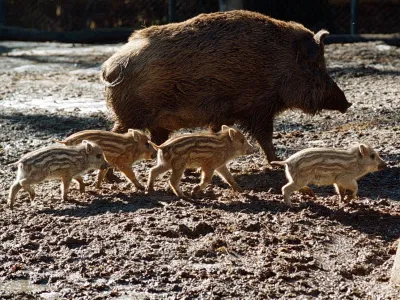 Po podatkih Kmetijsko-gozdarske zbornice Slovenije škoda, ki jo povzročijo divji prašiči, zajema kar tri četrtine vse škode od divjadi. 
