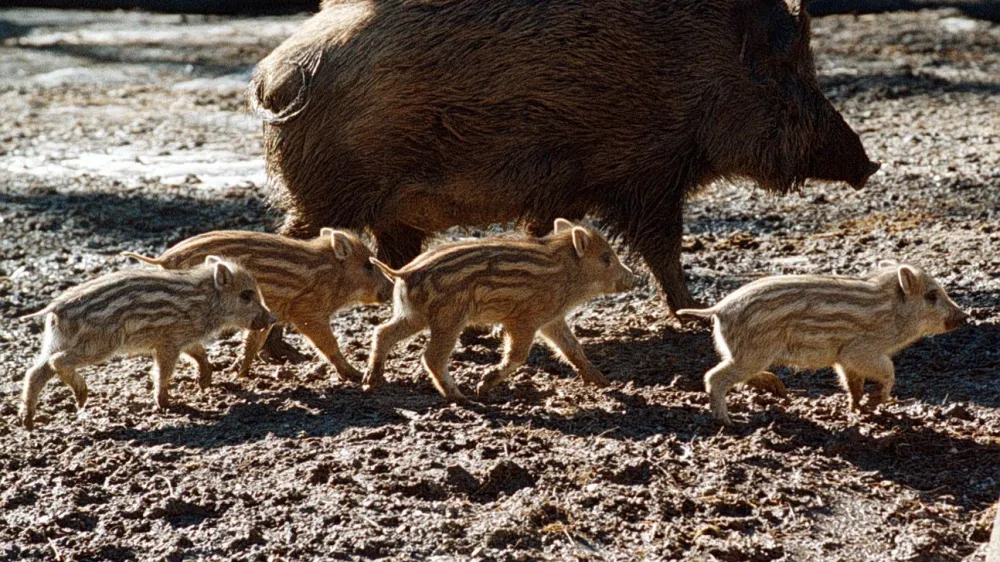 Po podatkih Kmetijsko-gozdarske zbornice Slovenije škoda, ki jo povzročijo divji prašiči, zajema kar tri četrtine vse škode od divjadi. 