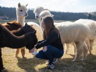 Urška Martinec med hranjenem alpak. Te so največji okras družinske turistične kmetije v Dolencih. 