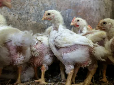 ﻿- piščanci - perutnina - piščančje meso -- 09.01.2017 - Perutninarstvo, kmetija //FOTO: Jaka GasarOPOMBA: DNEVNIKOV OBJEKTIV - REPORTAŽA 2017