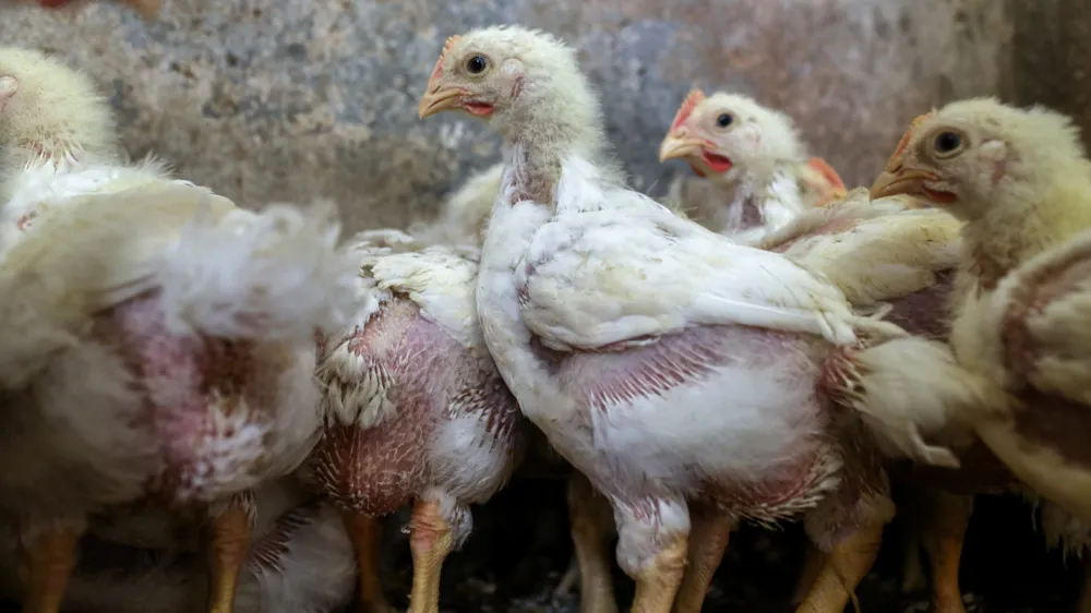 ﻿- piščanci - perutnina - piščančje meso -- 09.01.2017 - Perutninarstvo, kmetija //FOTO: Jaka GasarOPOMBA: DNEVNIKOV OBJEKTIV - REPORTAŽA 2017