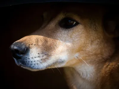 2JMDYCM Portrait of a stray dog that suffers animal abuse in the streets