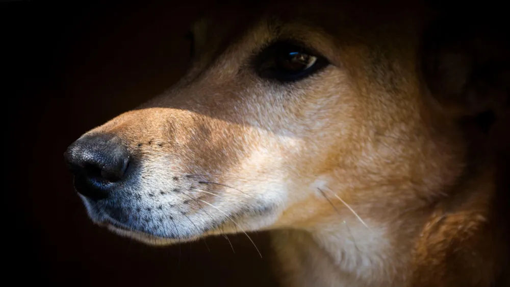 2JMDYCM Portrait of a stray dog that suffers animal abuse in the streets