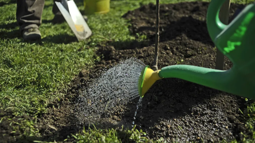 - Vrtički v Ljubljani 2013 - delo na vrtu - vrtičkarstvo - vrt - spomladanska setev - sajenje dreves - sadovnjak - zalivanje <br><br><br><br><br>//FOTO: Tomaž Zajel&scaron;nik