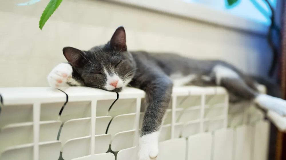 Sleeping cat on the heating radiator