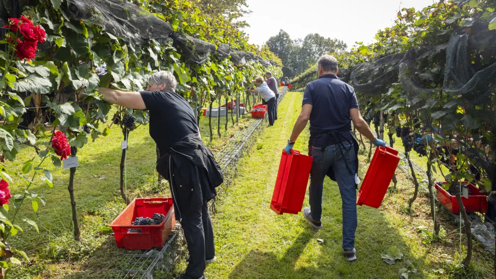 V sredo je bila tradicionalna trgatev v grajskem vinogradu. Foto: STA