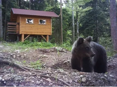 Bearwatching v Ravni Gori - Romeo Mance