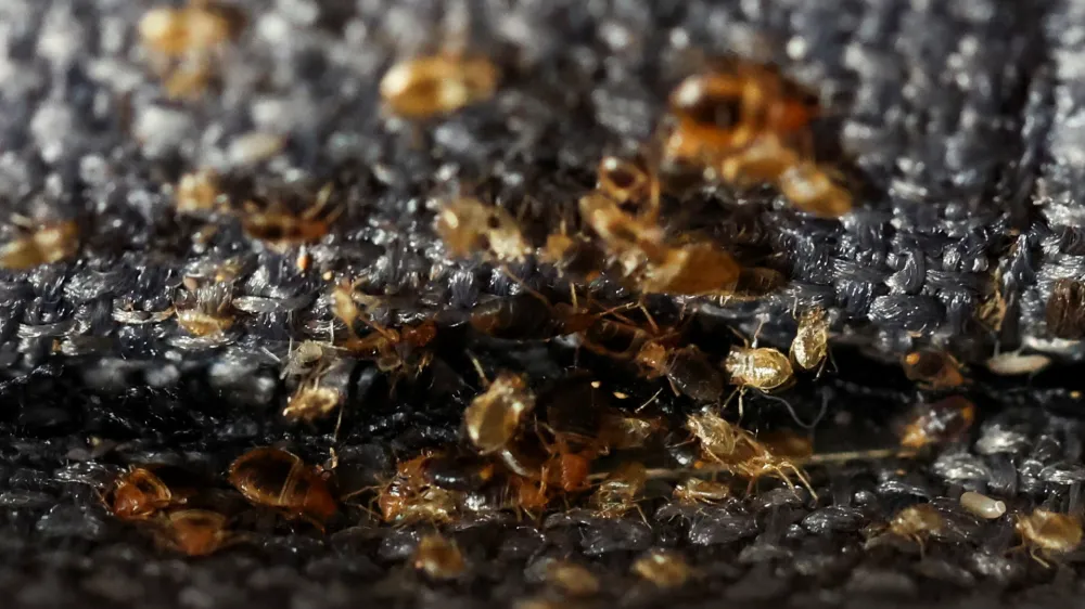 Bed bugs are seen in a sofa bed, in L'Hay-les-Roses, near Paris, France, September 29, 2023. REUTERS/Stephanie Lecocq