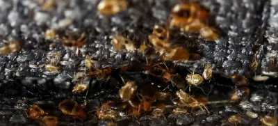 Bed bugs are seen in a sofa bed, in L'Hay-les-Roses, near Paris, France, September 29, 2023. REUTERS/Stephanie Lecocq