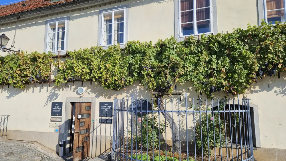 Maribor.<br>Stara trta.