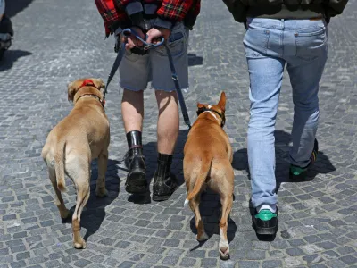 ﻿- 17.05.2016 - simbolična fotografija - pes - psi - staffordshirski terier - stafford - pitbull - bulerji - <br><br><br>//FOTO: Tomaž Skale