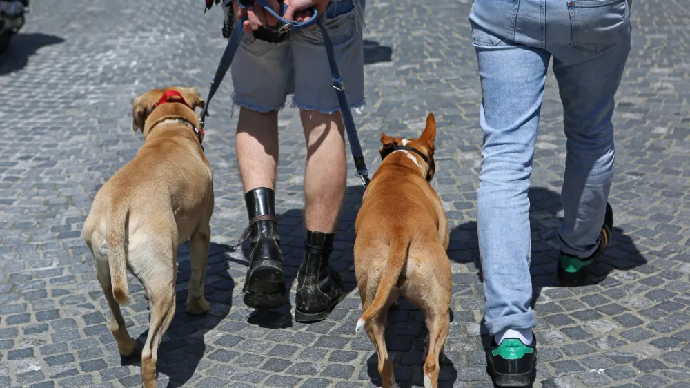 ﻿- 17.05.2016 - simbolična fotografija - pes - psi - staffordshirski terier - stafford - pitbull - bulerji - <br><br><br>//FOTO: Tomaž Skale