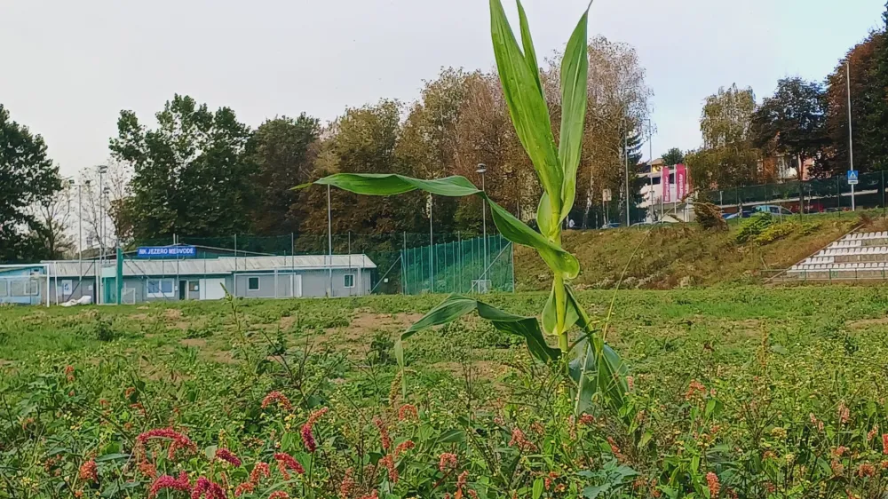 Medvoško nogometno igrišče je še vedno v katastrofalnem stanju: popolnoma zaraščeno s plevelom in celo koruzo je neuporabno.