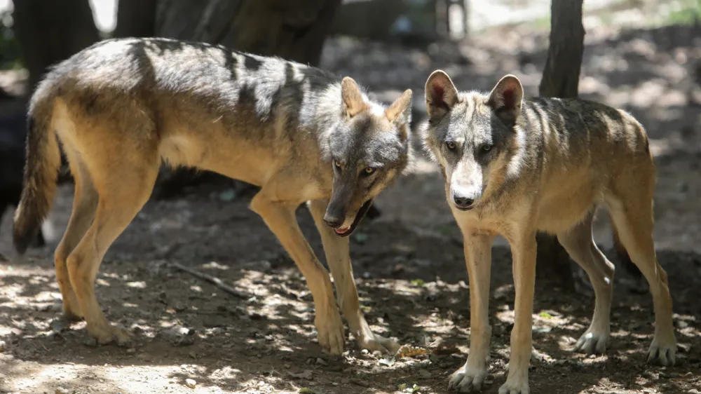 volk - 06.07.2022 - Živalski vrt ZOO Ljubljana – živali se v poletni vročini hladijo s sladoledom - //FOTO: Jaka Gasar