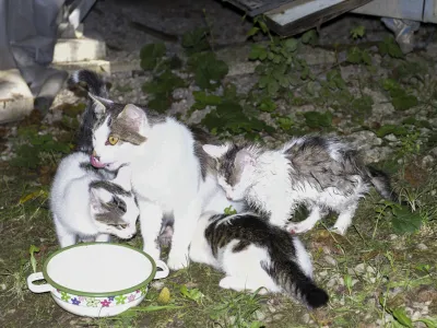 Mačke se z virusom najpogosteje okužijo ob neposrednem stiku z okuženo živaljo in njenimi izločki. Foto: Nik Erik Neubauer 