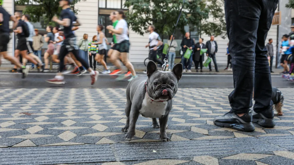 - maraton 42 km -- polmaraton 21 km -- tek- pes- 22. 10.2023 - 27. Ljubljanski maraton 2023 - največji tekaški dogodek v Sloveniji - //FOTO: Bojan Velikonja