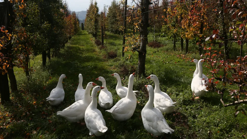 ﻿goske - gosi- 22.10.2018 – Kmetijski inštitut – sadovnjak Brdo pri Lukovici - poskusni nasad in del nasada namenjen preizkušanju novejših sort jablan //FOTO: Luka Cjuha