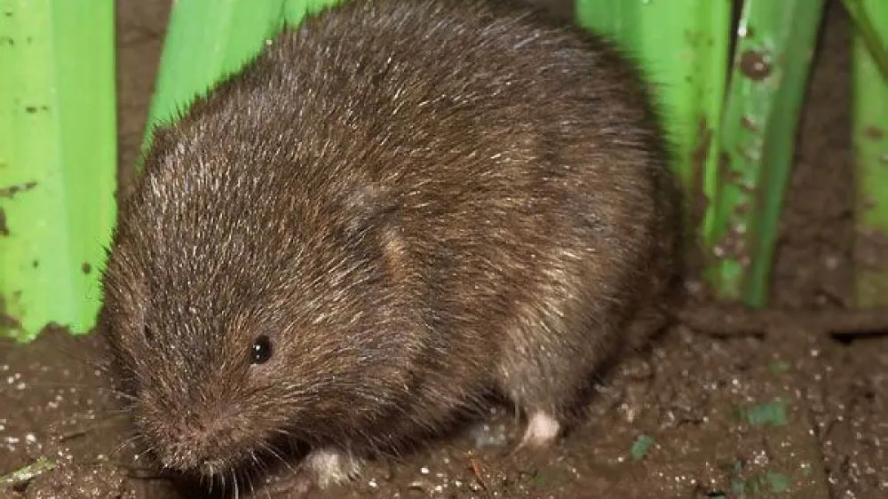 md voluhar 1 okvir 1