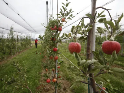 - Fakulteta za&nbsp;kmetijstvo in&nbsp;biosistemske&nbsp;vede v Mariboru, kmetijsko zemlji&scaron;če - polje - jabolka - sadovnjak //FOTO: Luka Cjuha