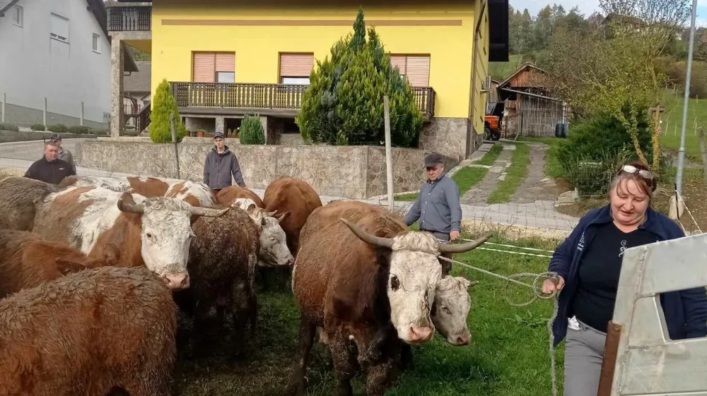 Zaščitnici živali Valeriji Podgornik je tale Možganova krava sedla v srce že med odvzemom, zato se je odločila, da bo skrbela zanjo do konca njenih dni. Med facebook prijatelji zbira denar za njen odkup, čeprav inšpekcijski postopek v zvezi z odvzemom živali še ni končan. 