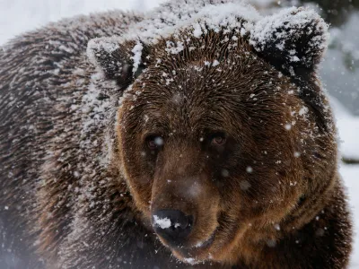 A brown bear walks as the bear sanctuary is covered with the first snow in Mramor, near the capital Pristina, Kosovo November 25, 2023. REUTERS/Valdrin Xhemaj