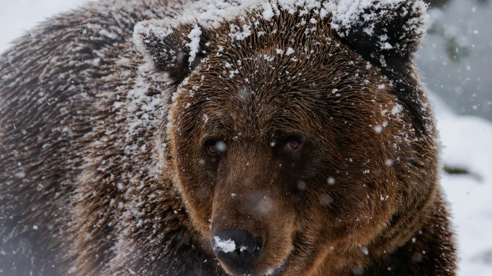 A brown bear walks as the bear sanctuary is covered with the first snow in Mramor, near the capital Pristina, Kosovo November 25, 2023. REUTERS/Valdrin Xhemaj